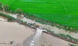 Vỡ đê bao, hàng trăm ha lúa bị thiệt hại